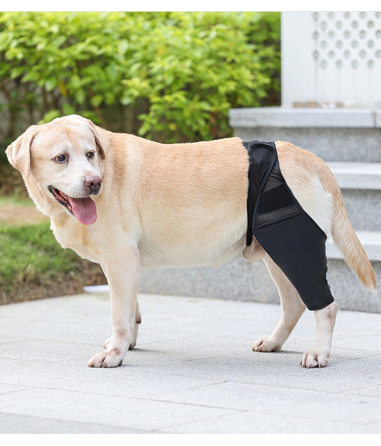 Supportive Dog Leg Brace – Adjustable Knee & Joint Protector for Post-Surgery or Injury Recovery