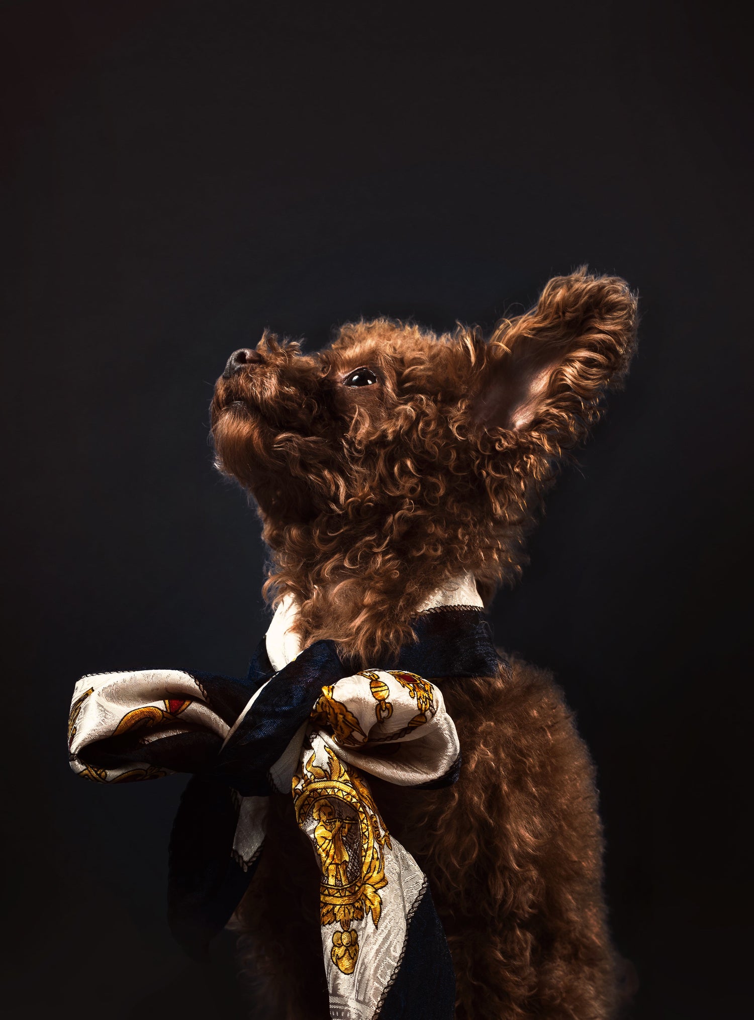 Chic Pet