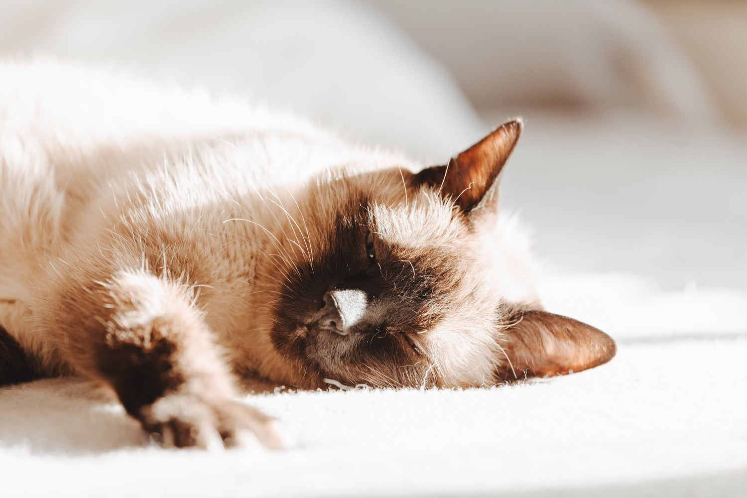 Sweet Dreams