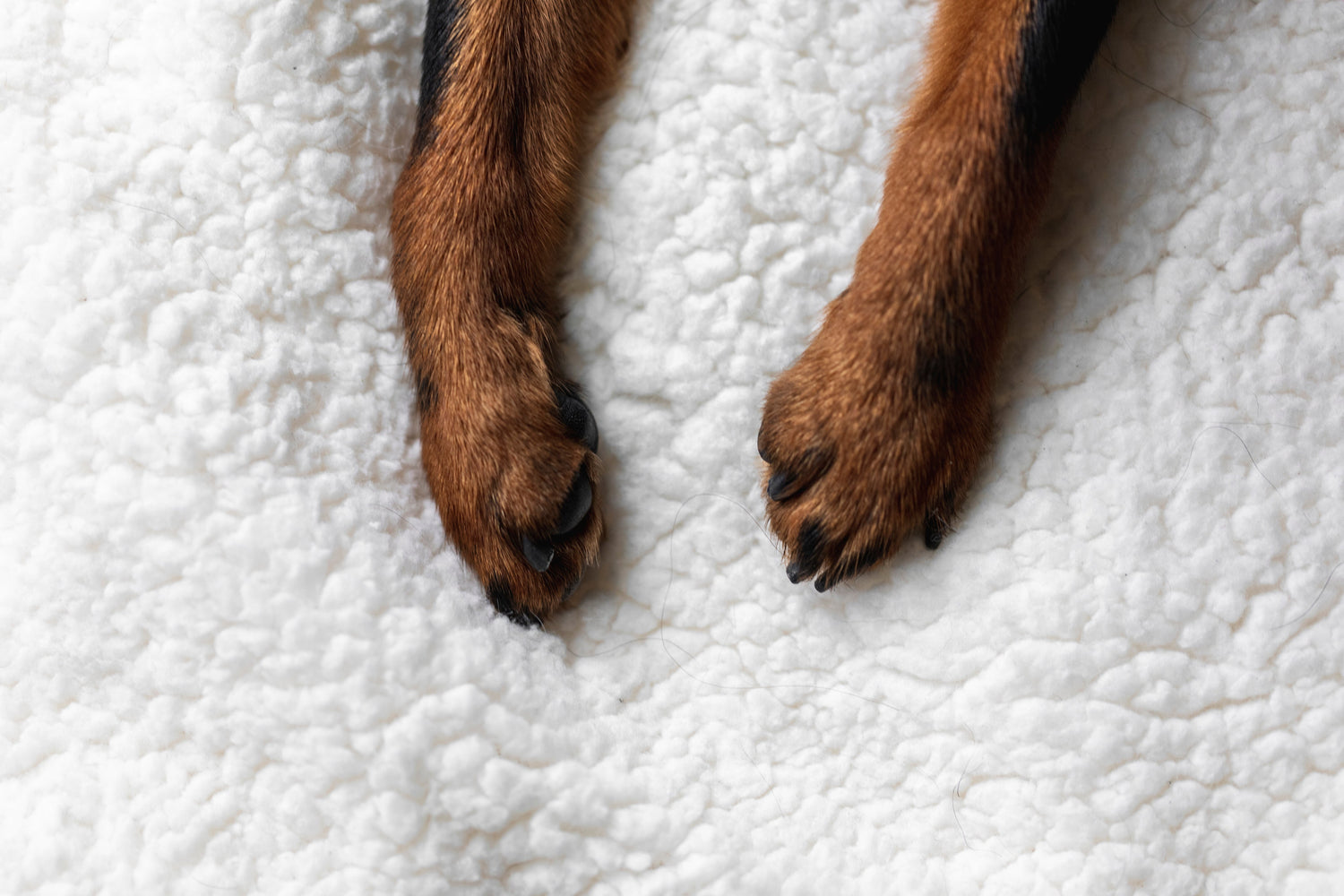 Pet Spa