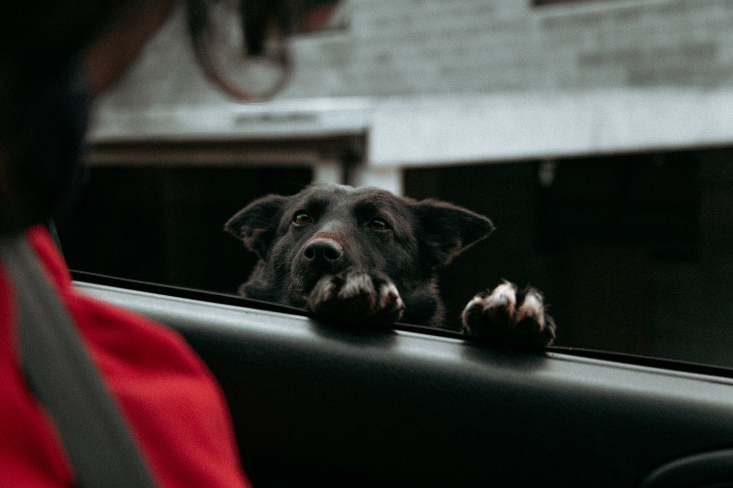 Roaming Pet