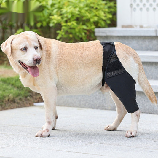 Supportive Dog Leg Brace – Adjustable Knee & Joint Protector for Post-Surgery or Injury Recovery