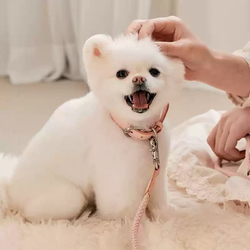 Mini Leather Collar & Leash Set – Anti-Bite Design for Small Pets
